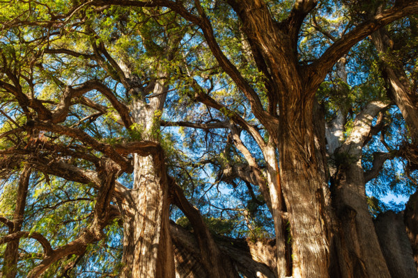 Mexico, Oaxaca, Branches and leaves of Arbol Del Tule