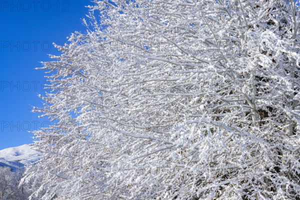 Close-up of snow covered tree branches