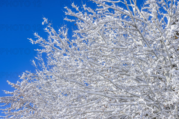 Close-up of snow covered tree branches