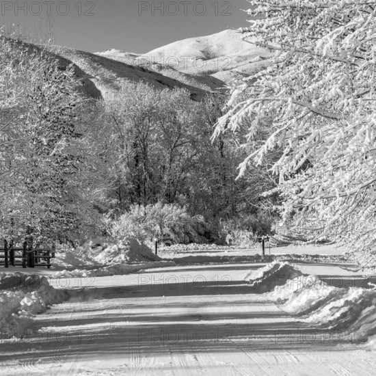 USA, Idaho, Bellevue, Empty country road and trees covered with snow, black and white