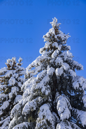 Snow covered pine trees against blue sky
