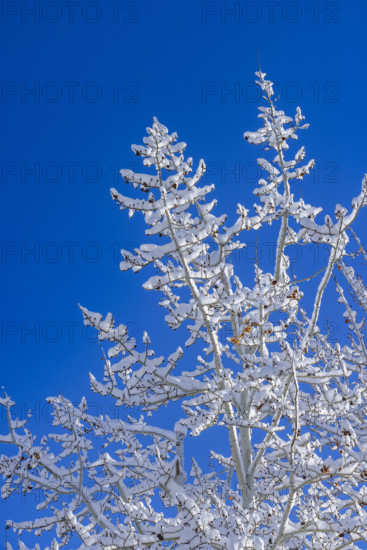 Low angle view of snow covered bare tree against blue sky
