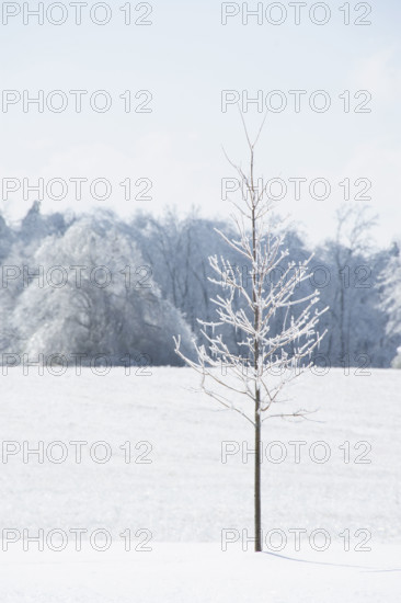 USA, Tennessee, Nashville, Icicles on young maple tree in snow covered field