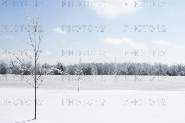 USA, Tennessee, Nashville, Young maple trees in snow covered field