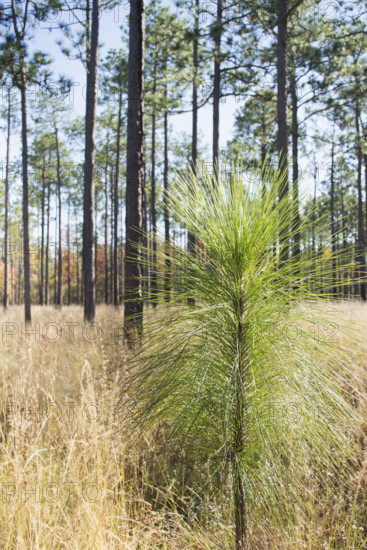 Longleaf Pine (Pinus palustris) seedling growing in forest