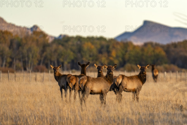 USA, Idaho, Bellevue, Herd of young elk in field at dusk