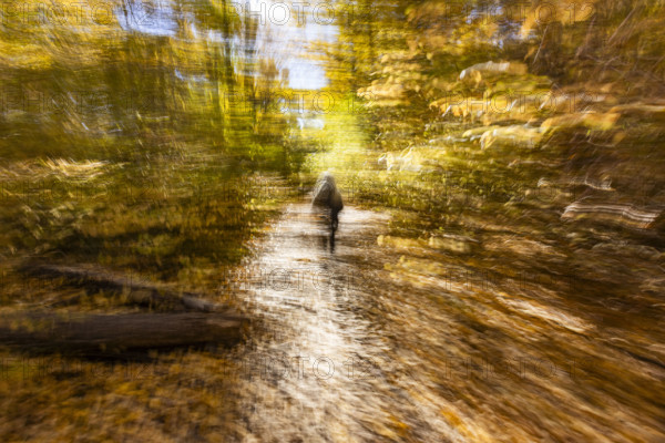 Motion blur of forest path in fall
