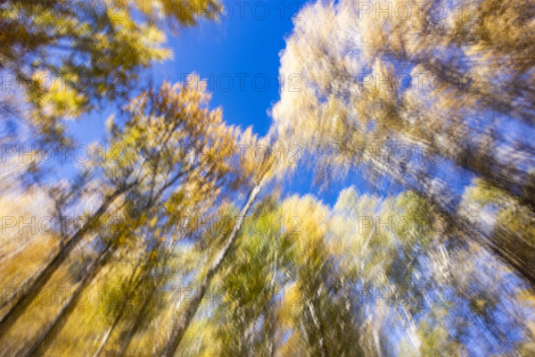 Low angle view of trees against sky in autumn motion blur