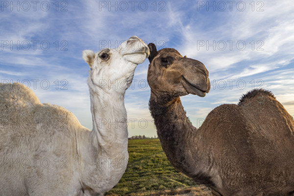 USA, Idaho, Kuna, Portrait of two young camels in landscape