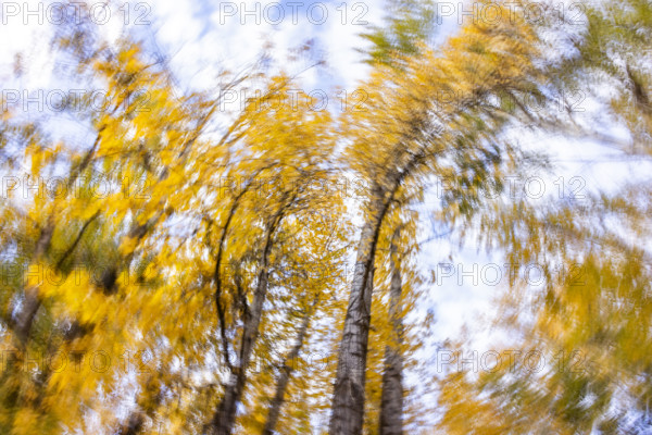 Low angle view of trees against sky in autumn motion blur