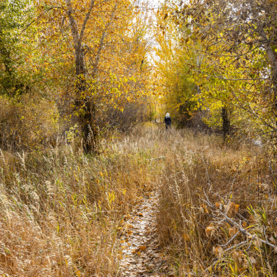 USA, Idaho, Bellevue, Rear view of woman hiking in forest in autumn