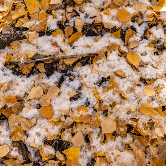 Close-up of snow mixed with fall leaves