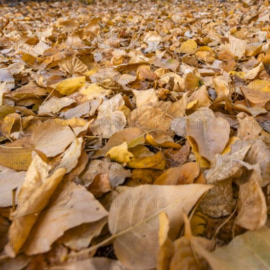 Close-up of dried autumn leaves on ground