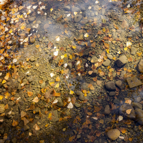 Overhead view of autumn leaves on Big Wood River surface