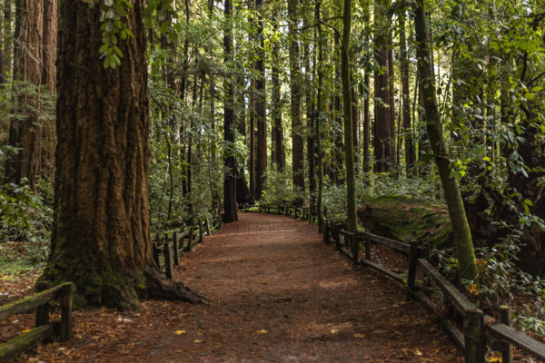 USA, California, Felton, Walking path through Henry Cowell Redwoods State Park
