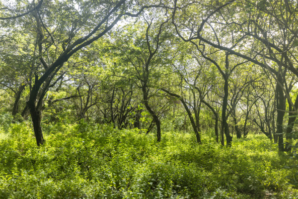 Costa Rica, Guanacaste, Playa Grande, Green forest next to beach on sunny day