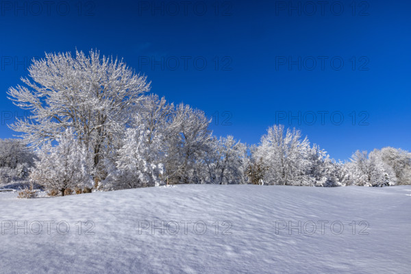 USA, Idaho, Bellevue, Field and trees covered with snow on sunny winter day