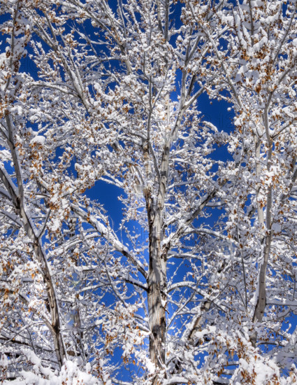 Tree branches covered with snow on sunny winter day