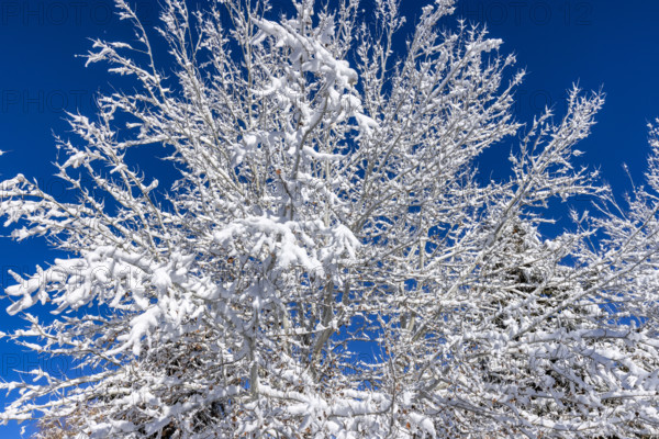 Tree branches covered with snow on sunny winter day