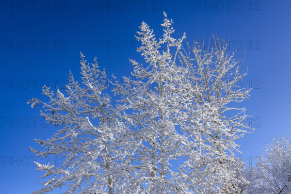 Bare trees covered with snow against blue sky on sunny winter day