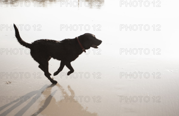 USA, North Carolina, Corolla, Labrador Retriever running on beach
