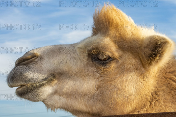 Close-up of young camels head