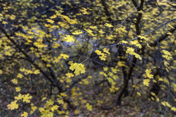 Close-up of leafy tree branches