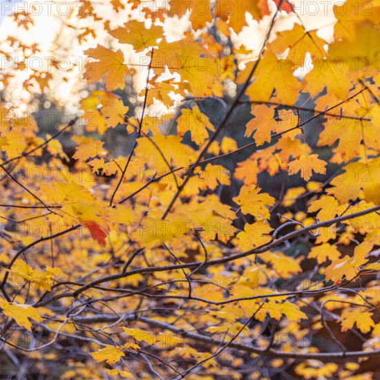 Close-up of leafy tree branches in autumn