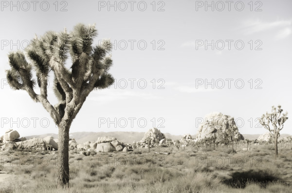 USA, California, Joshua Tree, Joshua Trees and rock formations