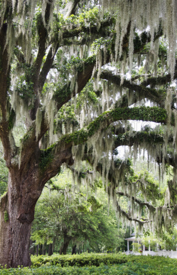 USA, South Carolina, Charleston, Spanish Moss hanging from Live Oak tree