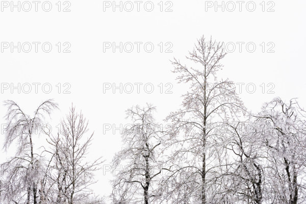 Bare trees after ice storm against sky