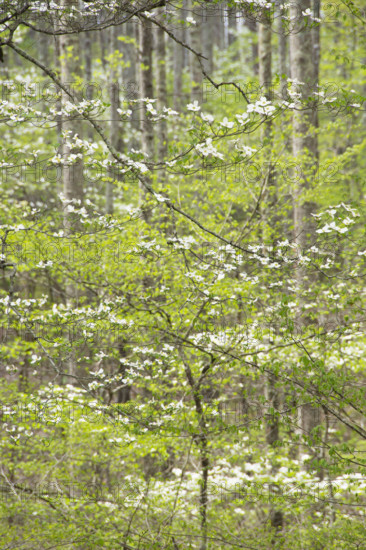 Dogwood tree in bloom in forest