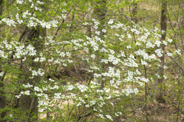 Dogwood tree in bloom in forest