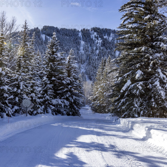 USA, Idaho, Sun Valley, Snow covered road and trees on sunny winter day