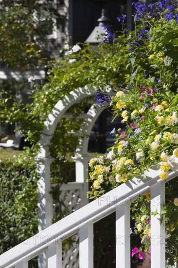 Colorful flowers growing on arbor