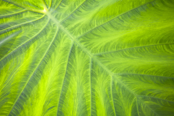 Close-up of Elephant Ear plant leaf