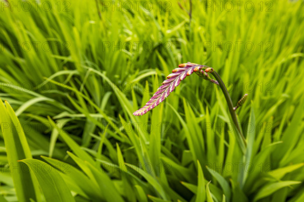 Close-up of plants growing at Caly Poly University Arboretum