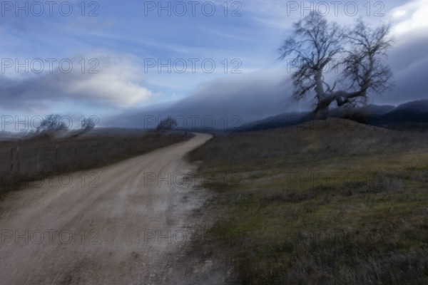 Dirt road with bare treeblurred motion