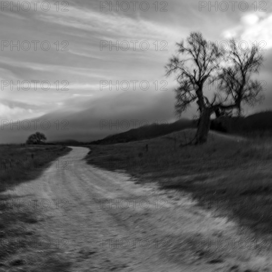 Dirt road with bare treeblurred motionblack and white