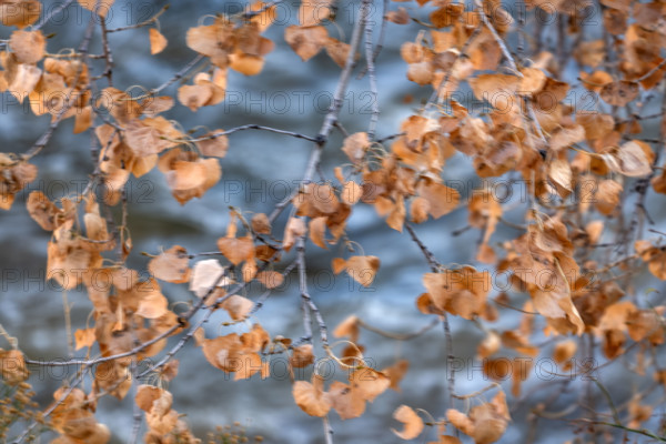 Dried cottonwood leaves above the Virgin River