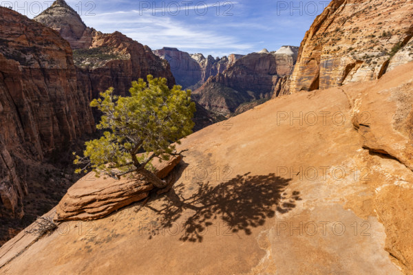 USA, Utah, Zion National Park, Lone pine tree at Zion Canyon Overlook