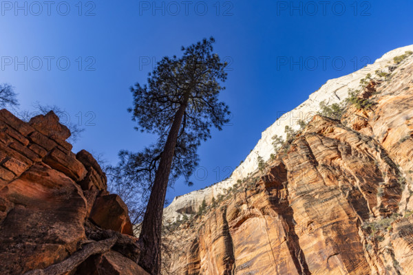 USA, Utah, Zion National Park, Low angle view of solitary pine tree on path to Angels Landing