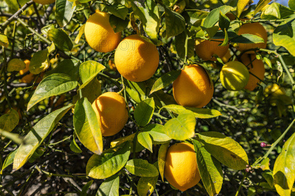 Close-up of ripe lemons growing in tree