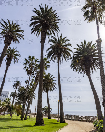 USA, California, Santa Monica, Palm Trees along beach footpath