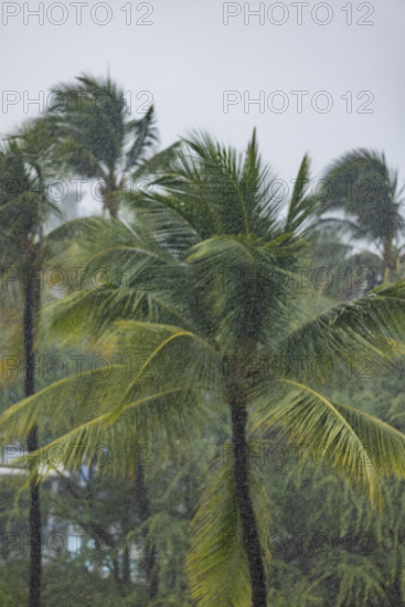 Palm trees during torrential rain storm. Kona, Hawaii, USA.