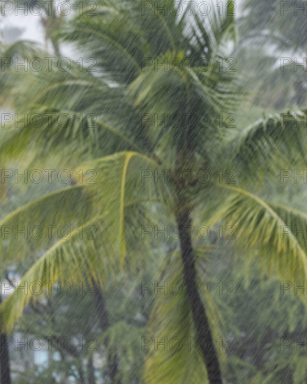 Palm tree during torrential rain storm. Kona, Hawaii, USA.