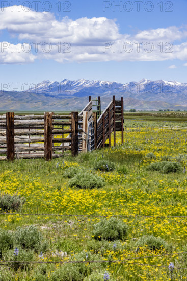 Cattle chute on Camas Prairie on sunny Spring day. Fairfield, Idaho, USA.