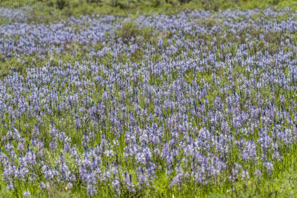 Camas flowers (Camassia quamash) on Camas Prairie. Fairfield, Idaho, USA.