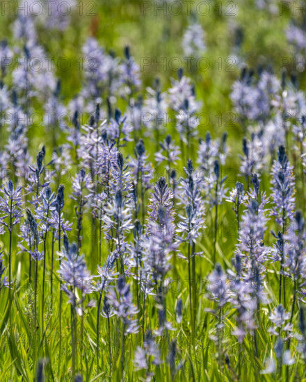 Close-up of Camas flowers (Camassia quamash) on Camas Prairie. Fairfield, Idaho, USA.