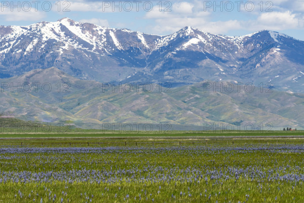 Camas flowers (Camassia quamash) on Camas Prairie. Fairfield, Idaho, USA.
